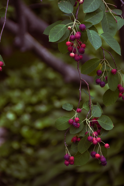 a bunch of small berries hang delicately from a vine